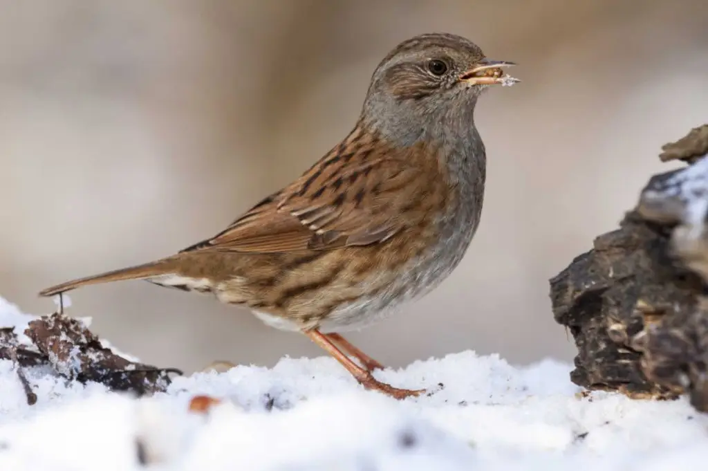 dunnock-prunella-modularis-standing-ground-covered-snow-with-food-its-beak