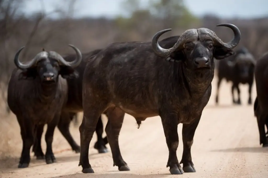 herd-african-buffalos-walking-road