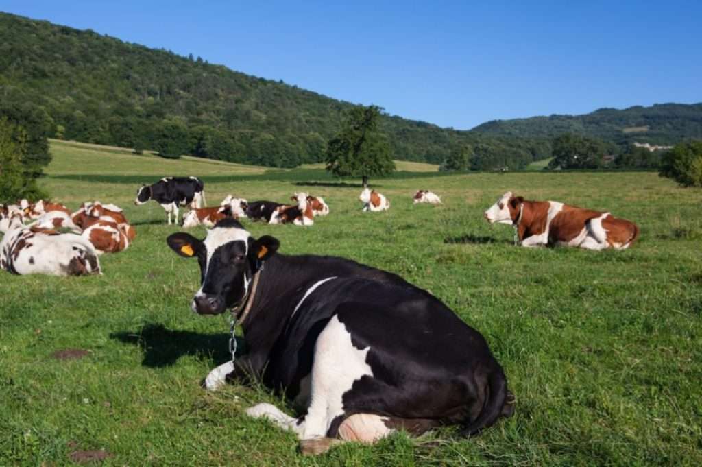 قطيع-أبقار-منتجة للحليب-جرويير-جبنة-فرنسا-ربيع