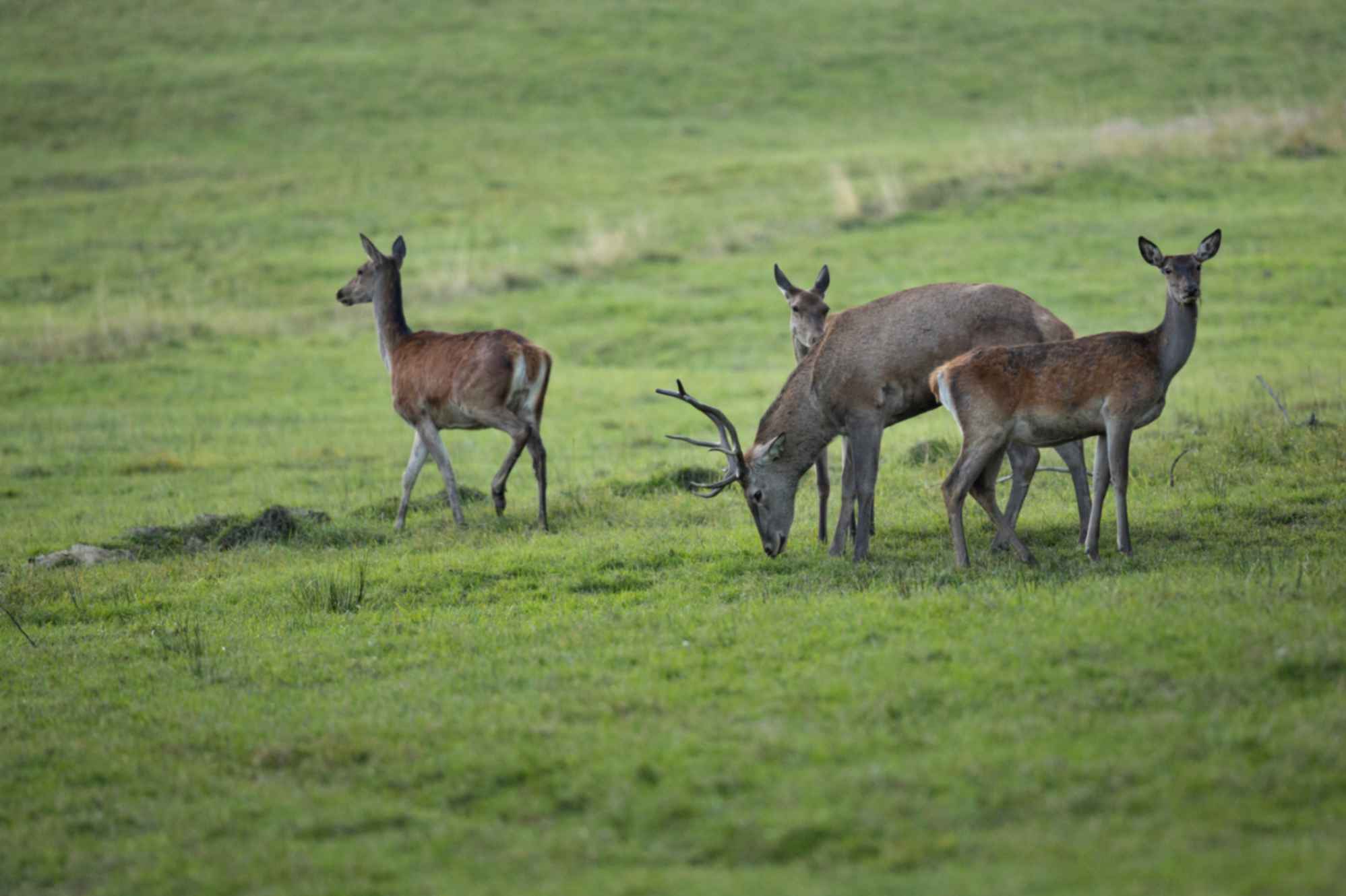 Herbivorous Animals - Teke Trek