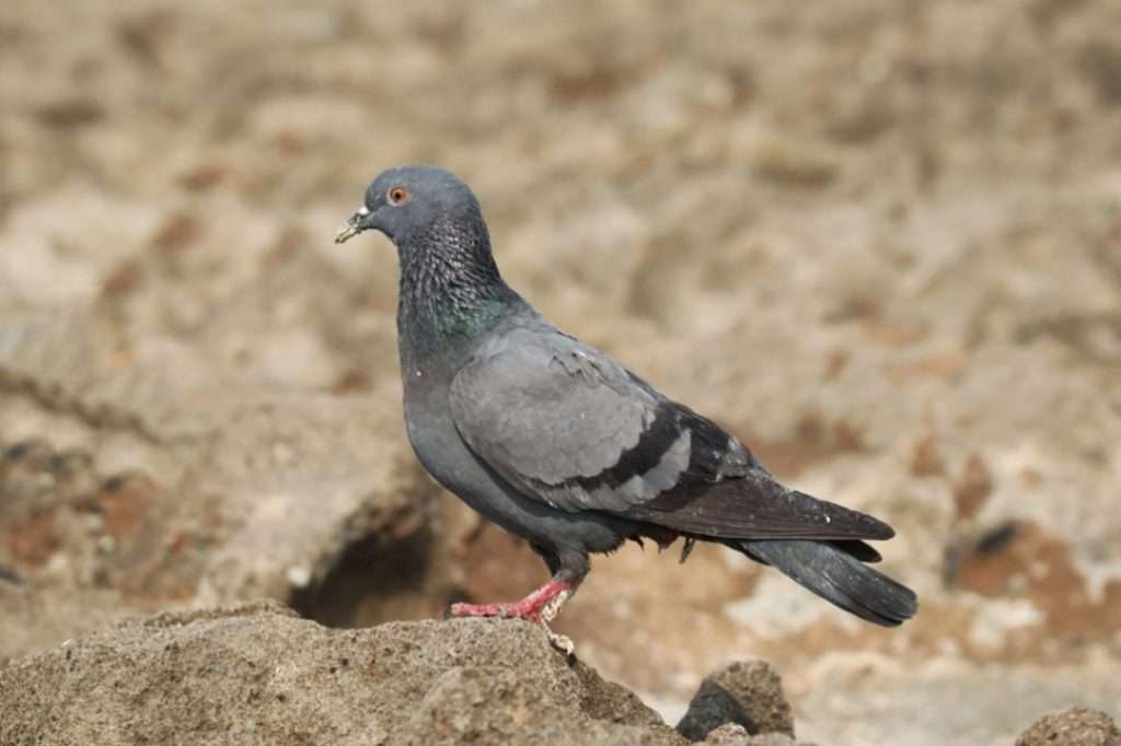 selective-focus-shot-pigeon-perched-outdoors-daylight