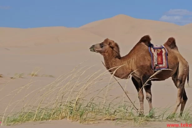 camel