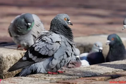 Pigeons