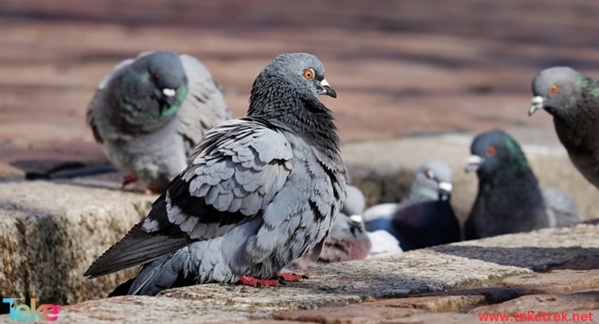 Pigeons