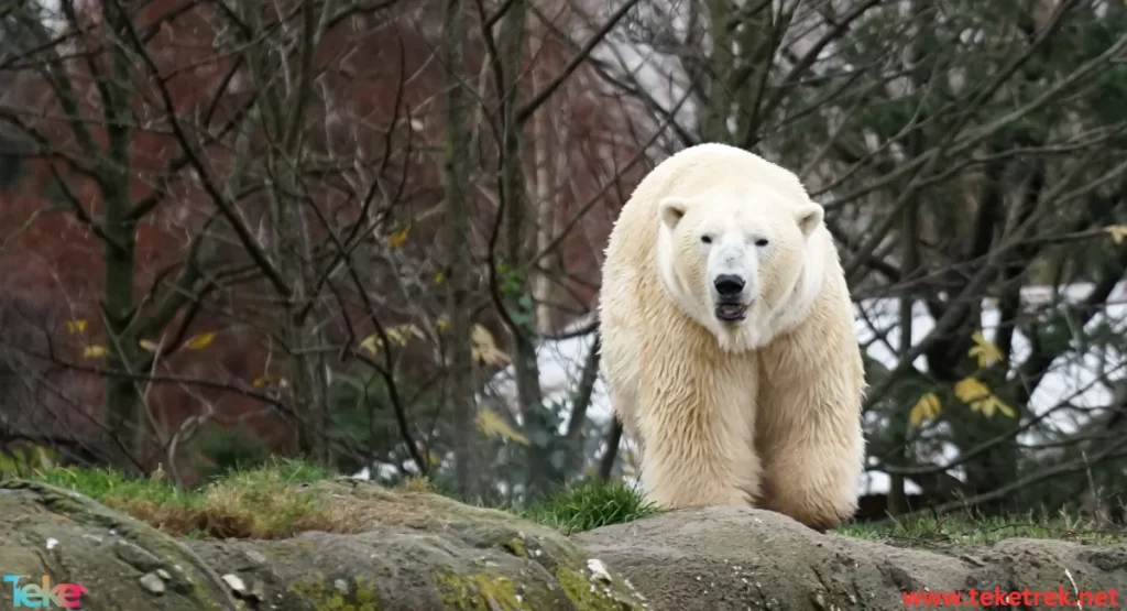 polar bear