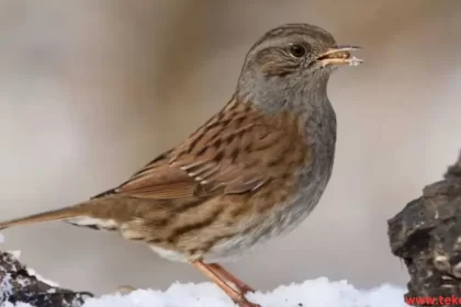 sparrows