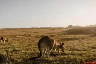 الكنغر