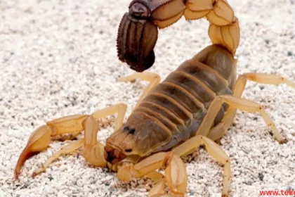 Arthropod