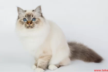 Ragdoll cat