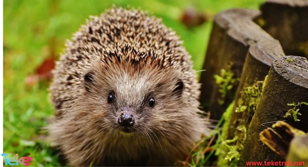 The Hedgehog