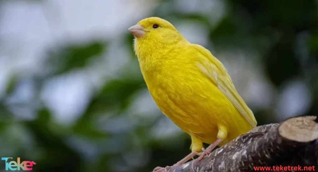 Canary
