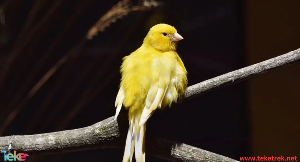 Canary