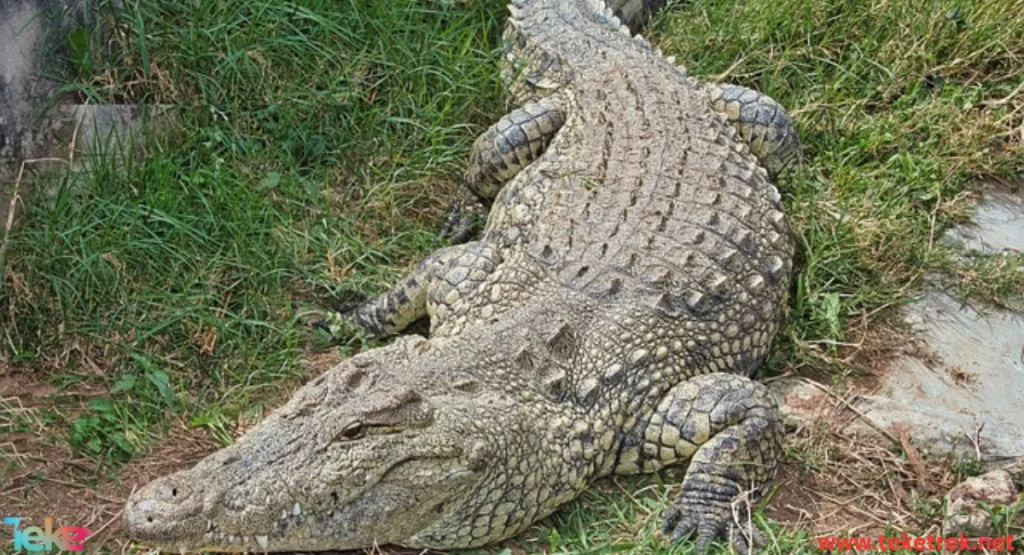 Nile crocodile