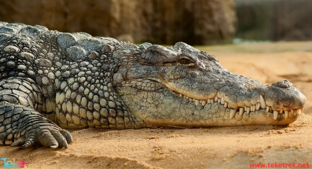 Nile crocodile