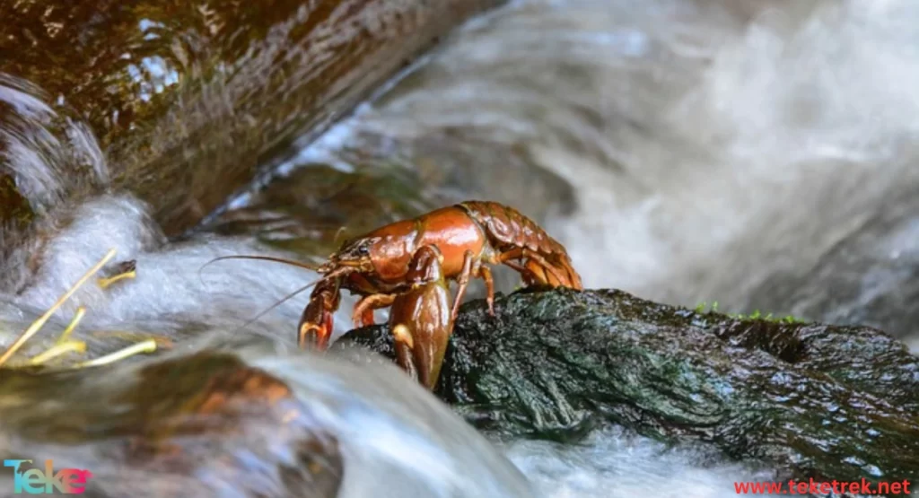 crayfish