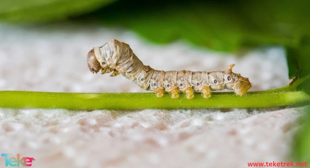 Silkworm