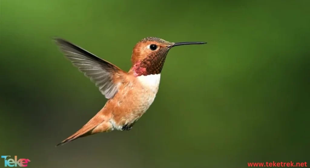 THE Hummingbirds