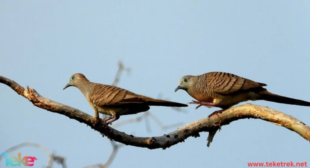 The Cuckoo Bird