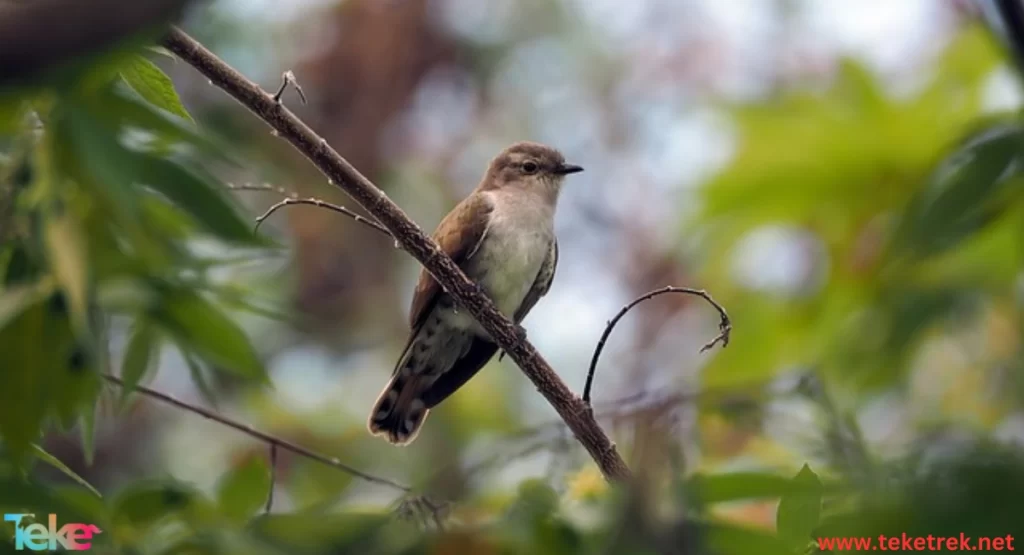 The Cuckoo Bird