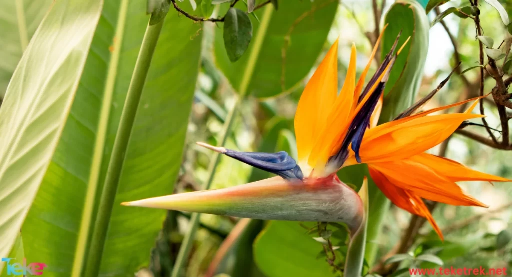 The Birds of Paradise