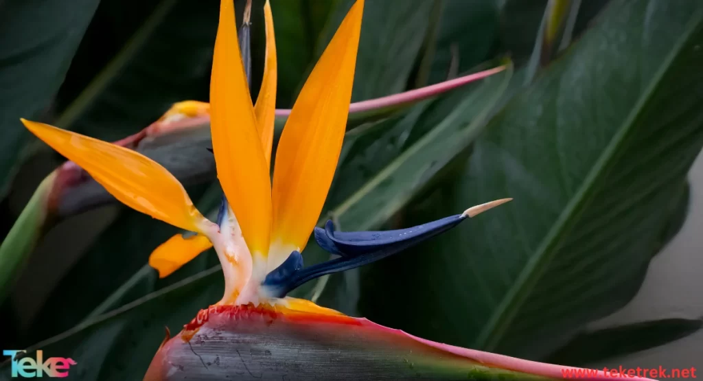 The Birds of Paradise