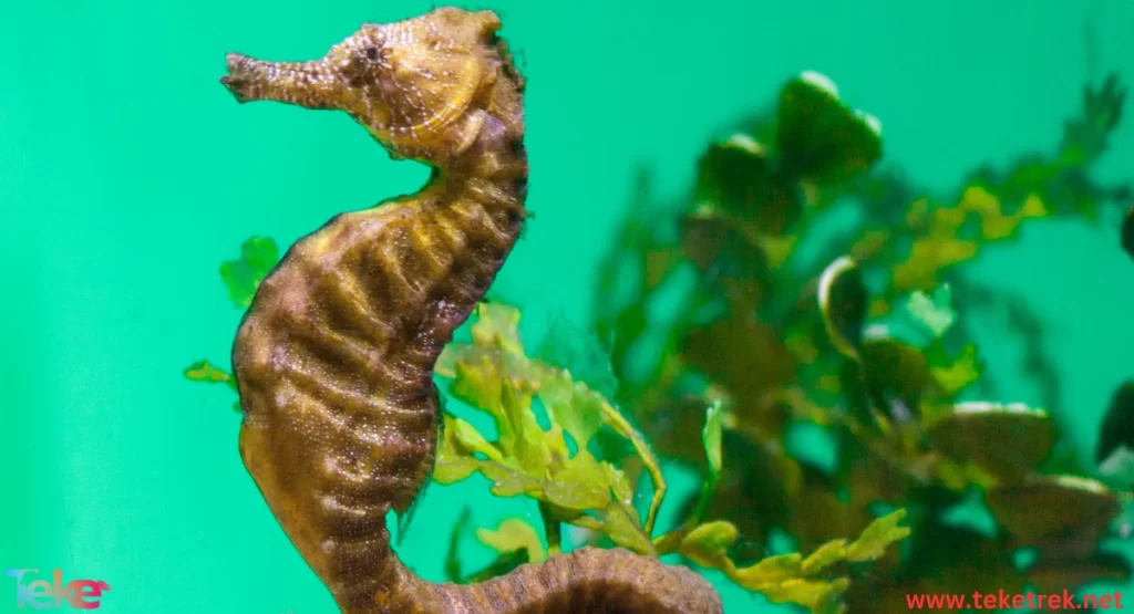 Sea horse