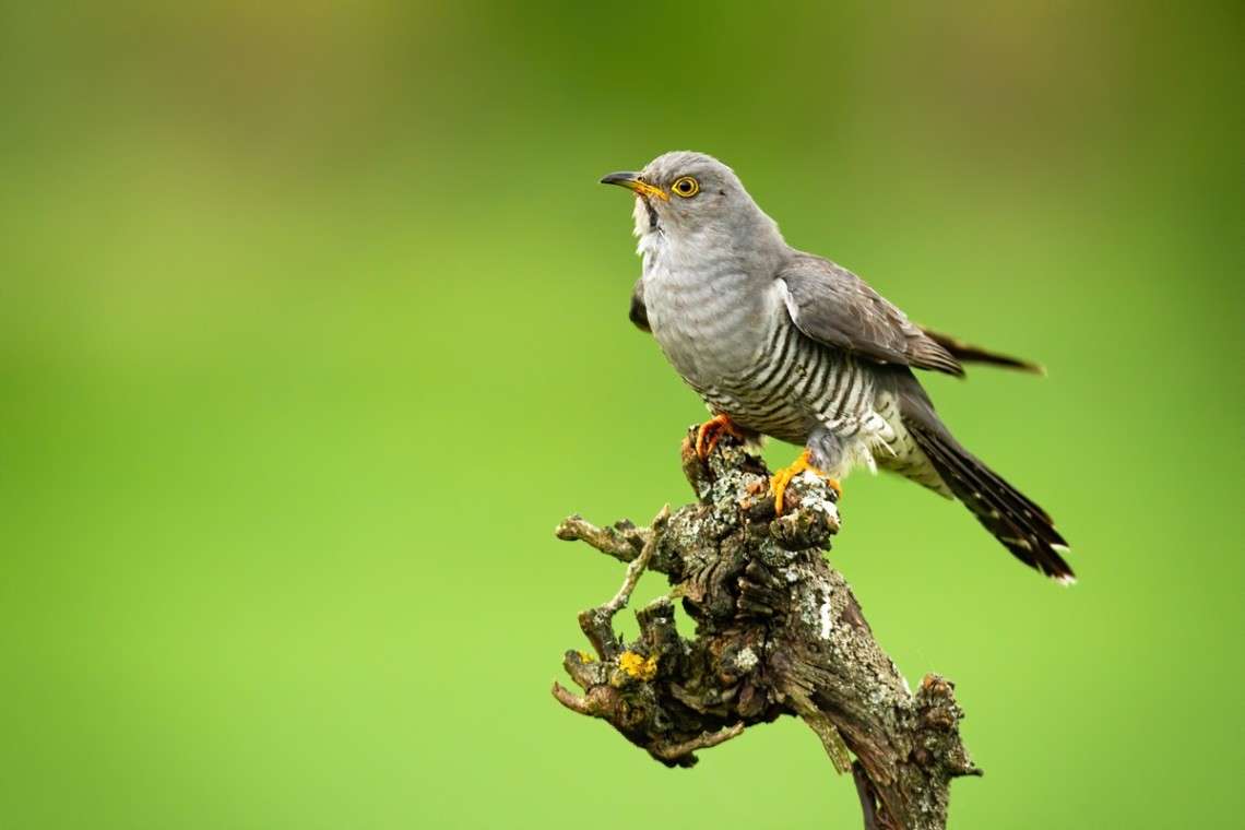 The Cuckoo Bird
