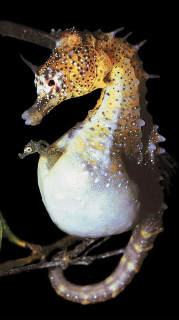 Seahorse baby