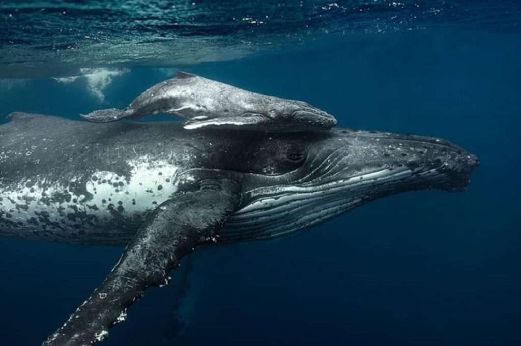 حيوان-الحوت-تحت الماء-الحوت الأحدب-الطفل-الحيوان-الحياة البحرية