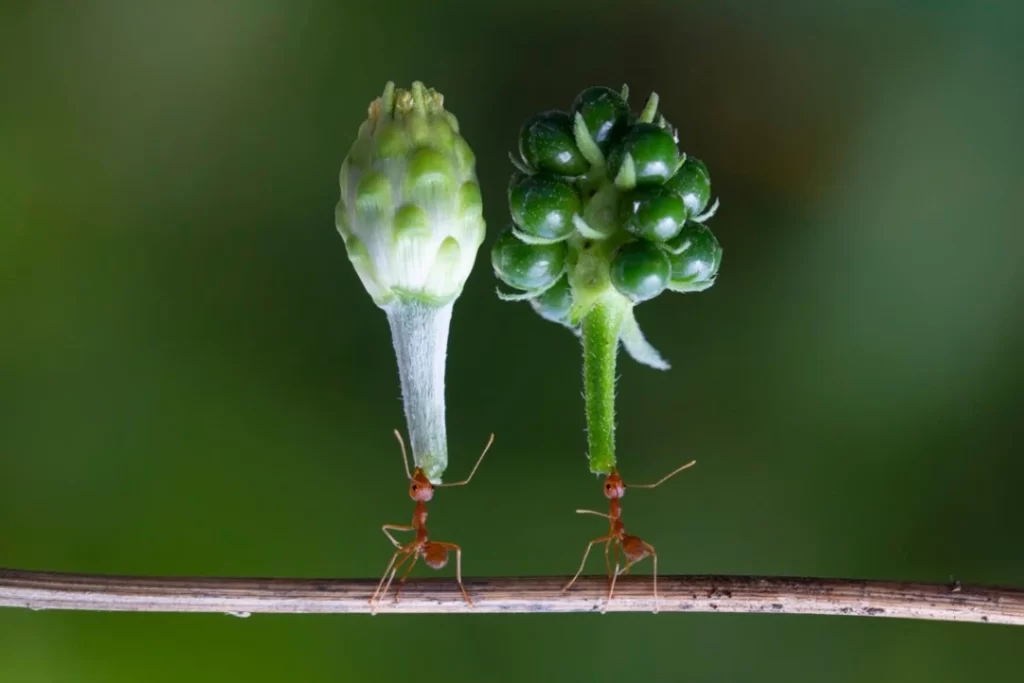 نمل يحمل أغصان خضراء أثقل من أجسادهم