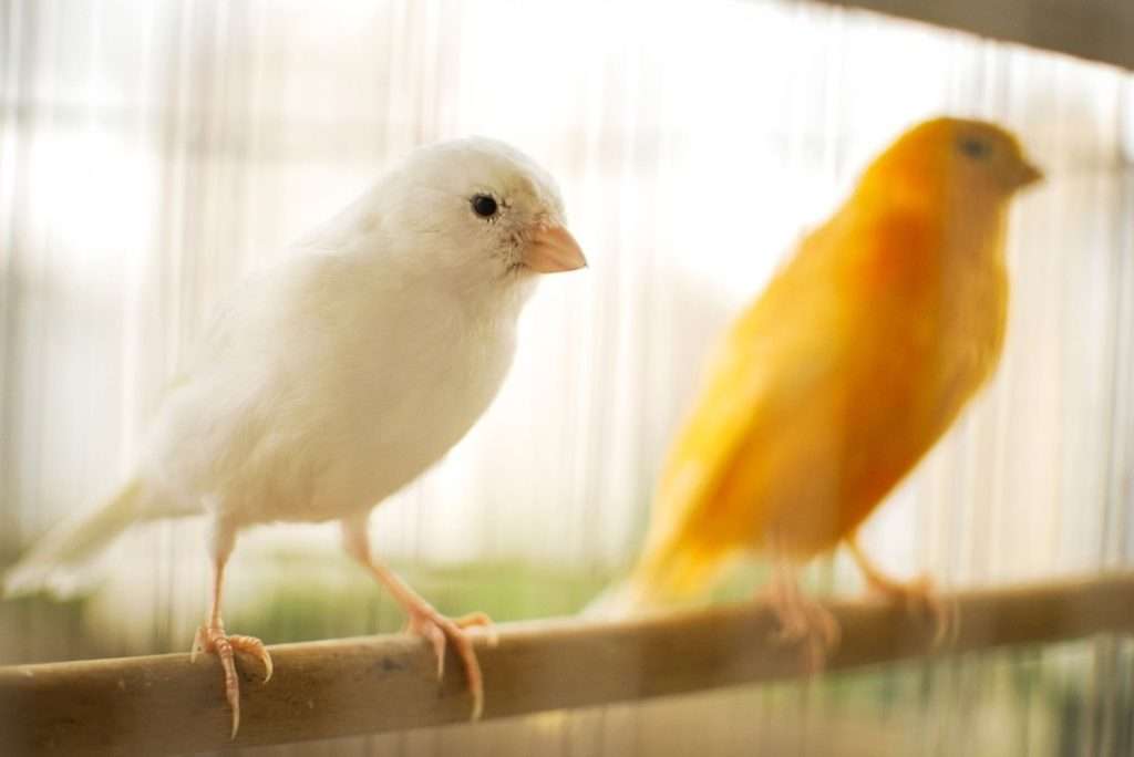 صورة جميلة لاثنين من طيور الكناري
