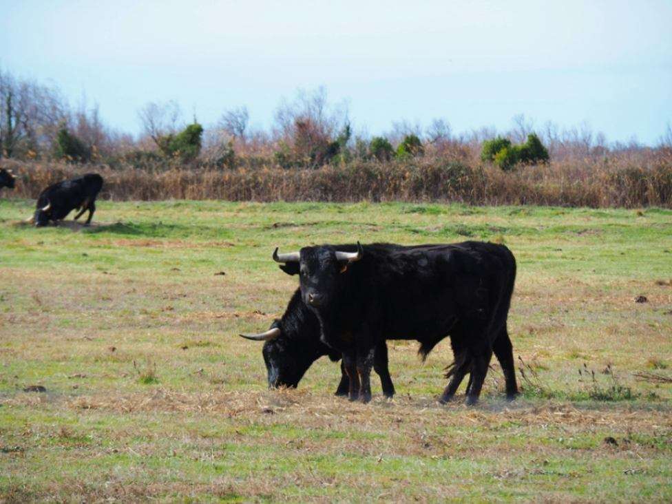 Two bulls walking in the pasture