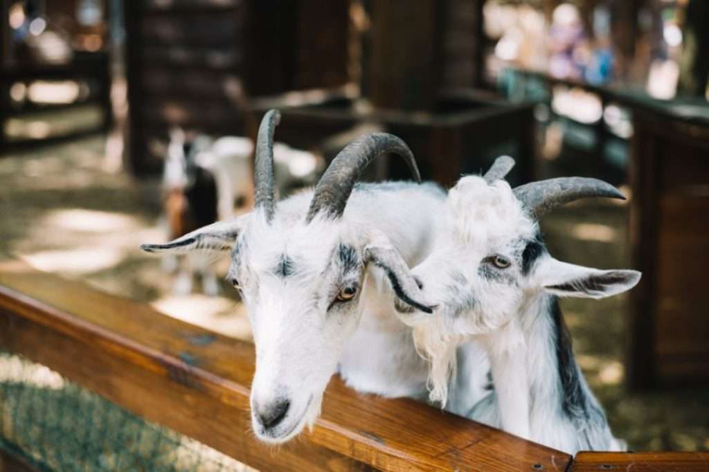 close-up-domesticated-white-goats