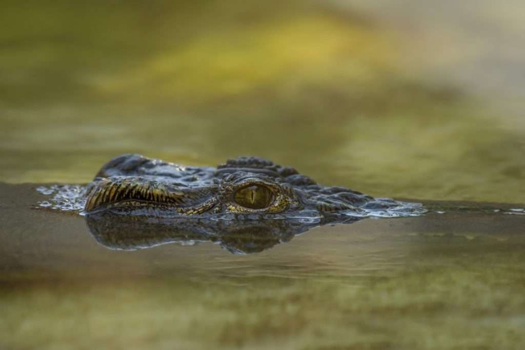لقطة مقربة لعين تمساح في الماء