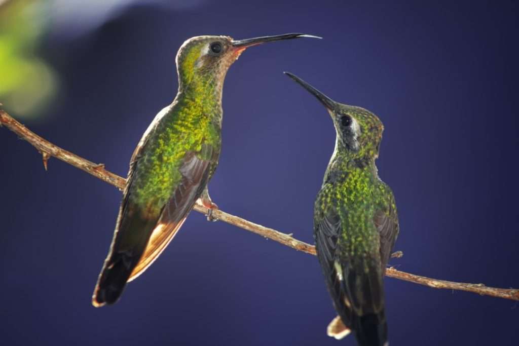 closeup-shot-two-hummingbirds-perched-tree-branch-blue
