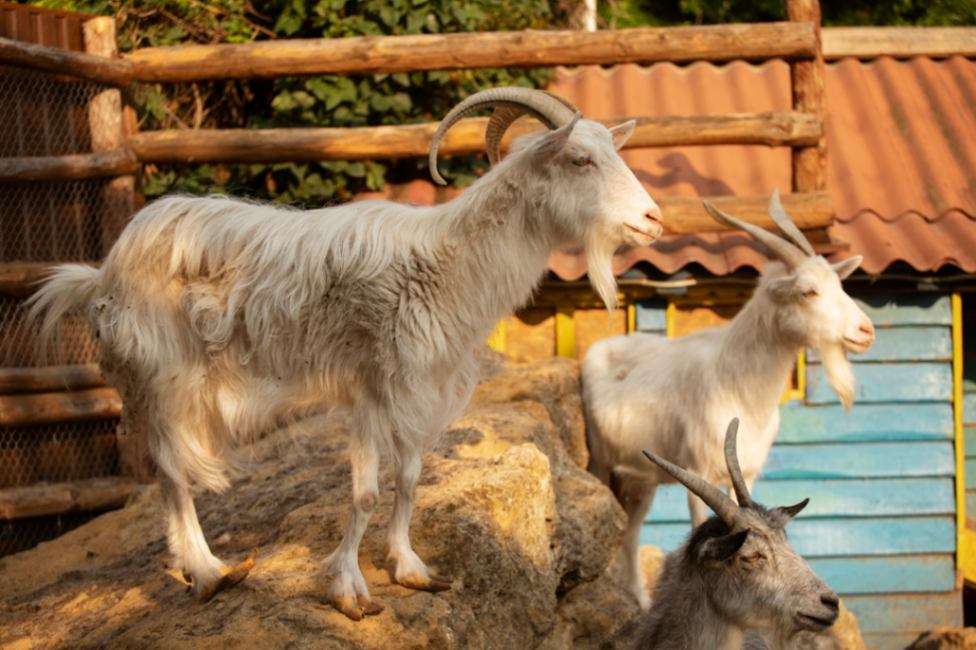 cute-goats-farmhouse