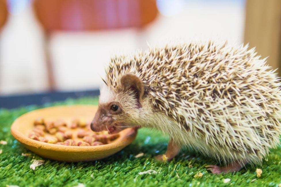 dwarf-porcupine-eating-food-mimic-green-garden