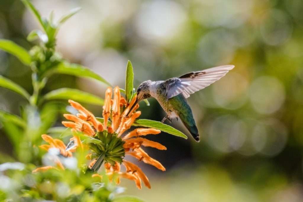 green-humming-bird-flying-orange-flowers-daytime