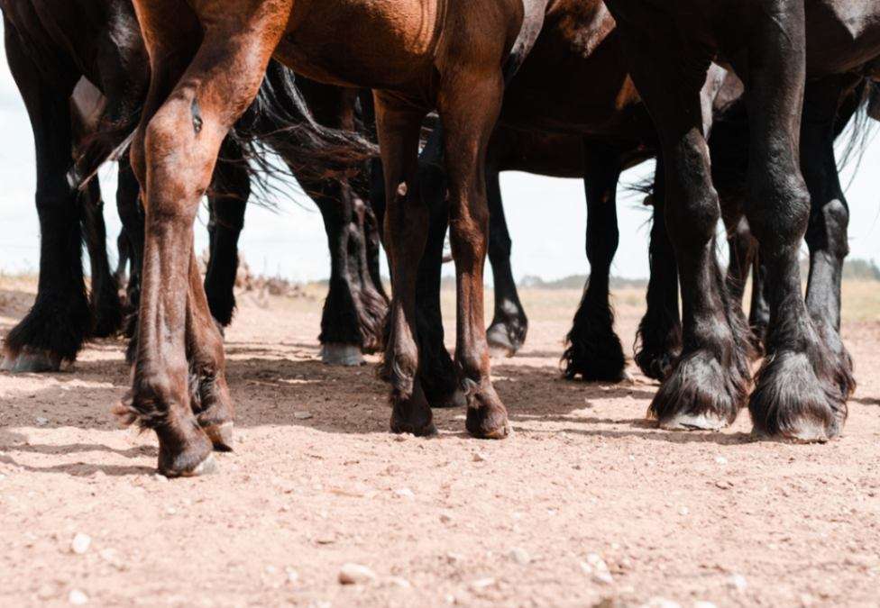 legs-brown-black-horses