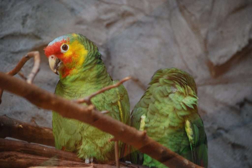 matching-pair-amazon-parrots-perch