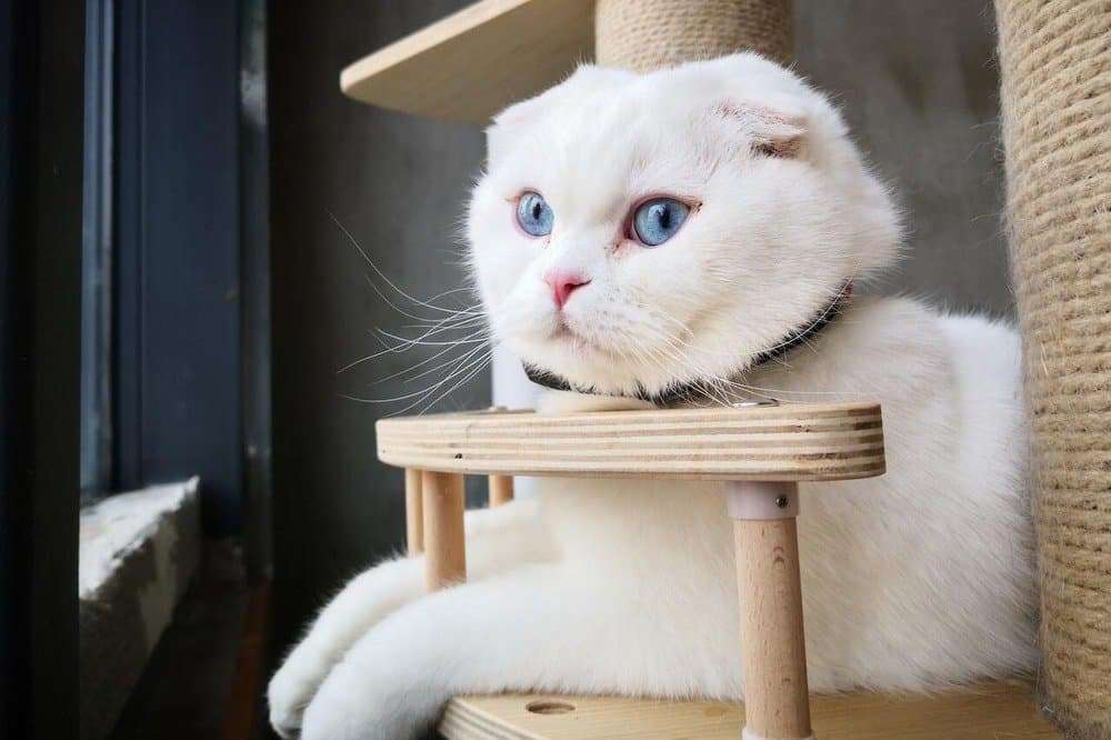 white-Scottish-fold-cat