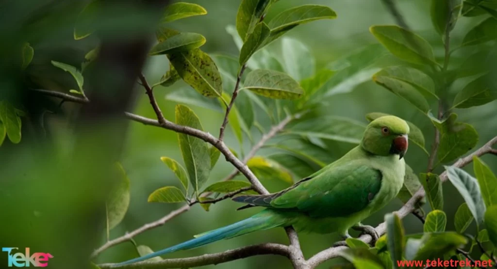 The Parrot