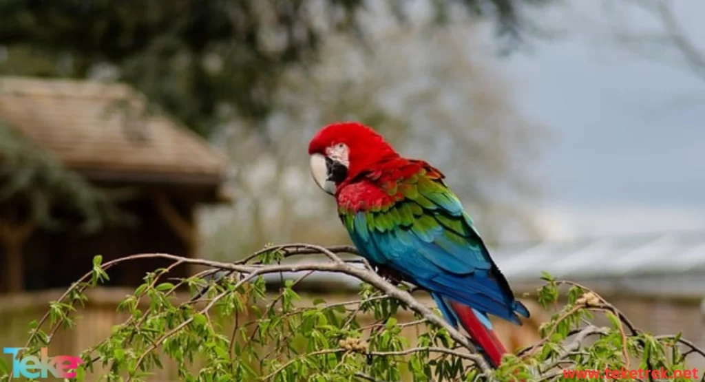The Parrot