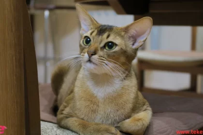 The Abyssinian Cat