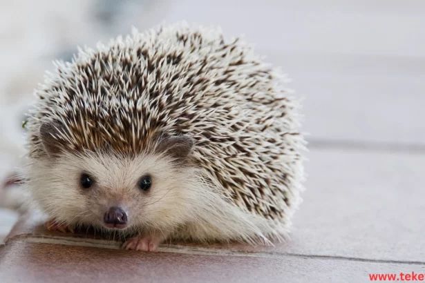 The Hedgehog