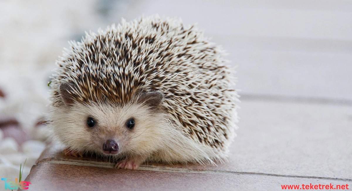 The Hedgehog