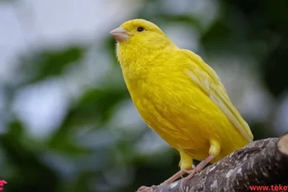 Canary