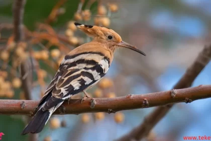 hoopoe