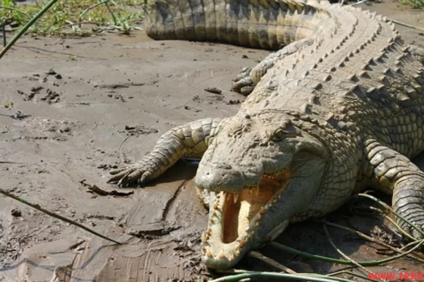 Nile crocodile