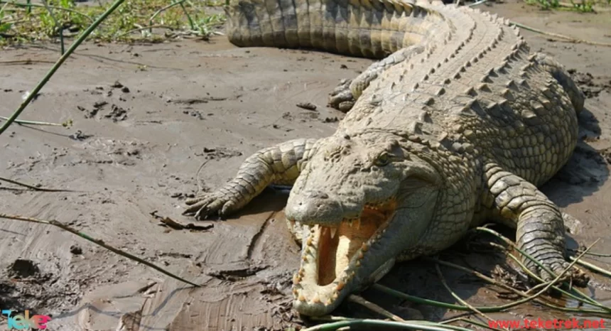 Nile crocodile